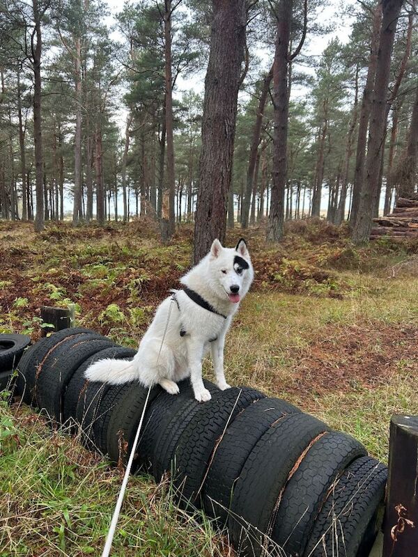 Siberian husky for sale - Image 3 of 6