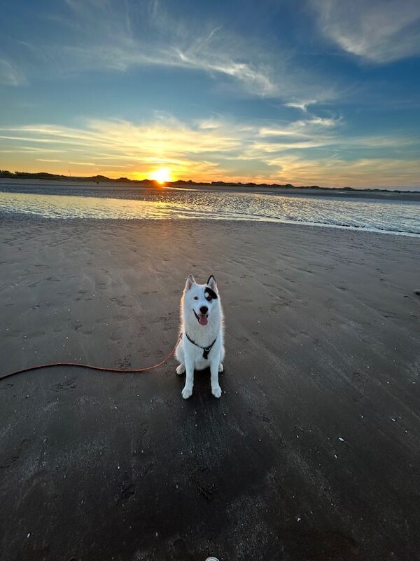 Siberian husky for sale - Image 4 of 6