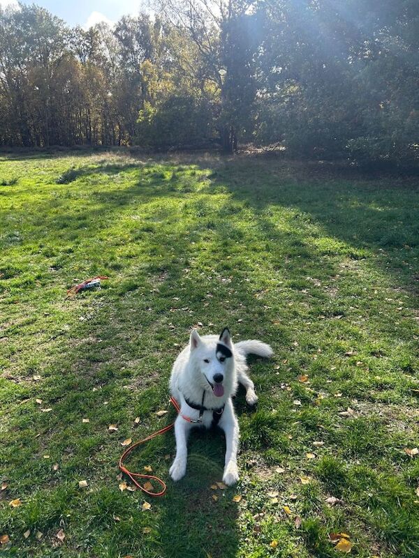 Siberian husky for sale - Image 5 of 6