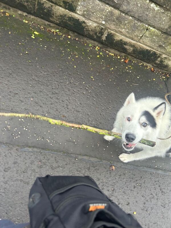 Siberian husky for sale - Image 6 of 6