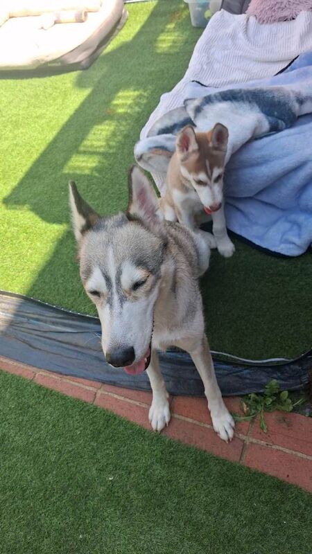 Husky Puppies For Sale