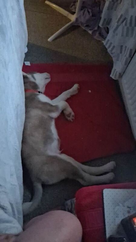 Siberian husky for sale - Image 2 of 5