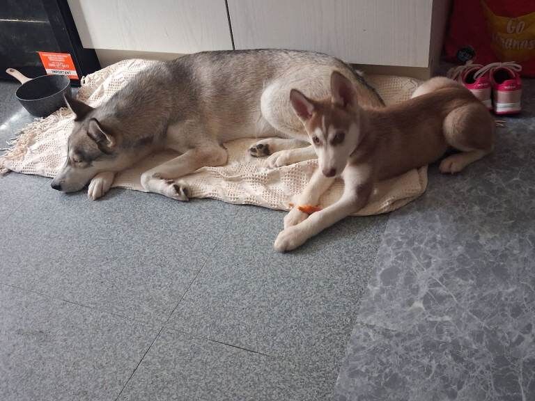 Siberian husky for sale - Image 3 of 5