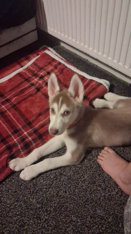 Siberian husky for sale - Image 4 of 5
