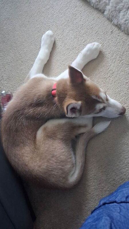 Siberian husky for sale - Image 5 of 5