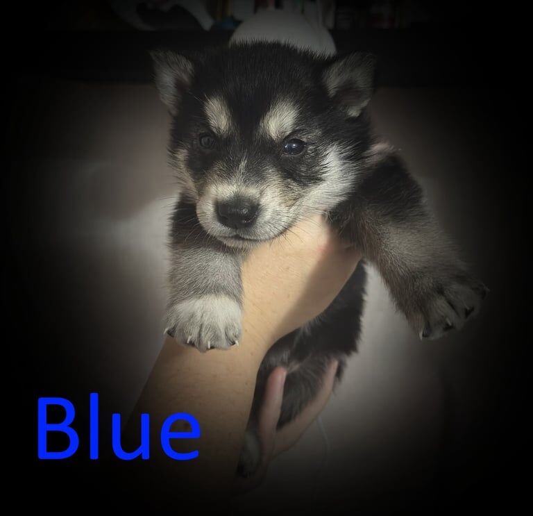 Siberian Husky puppies for sale in South Shields, Tyne and Wear – 4 weeks old