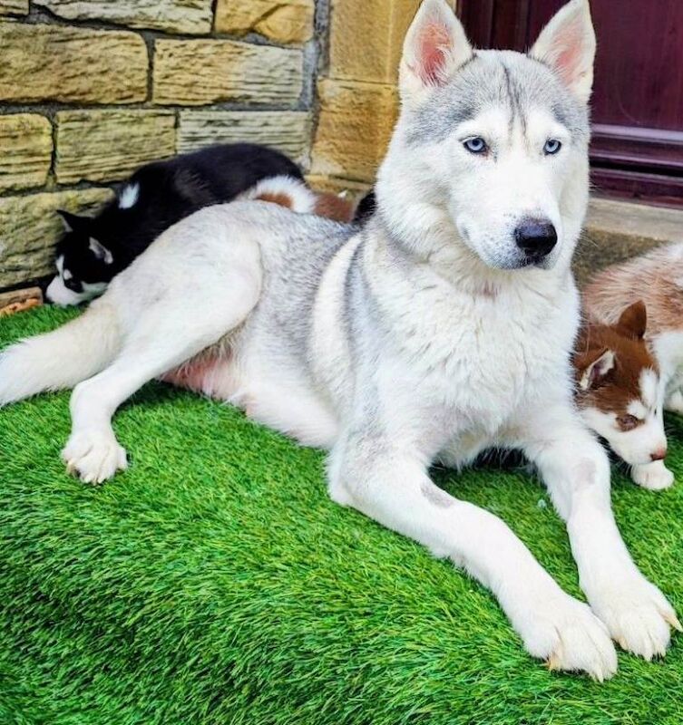 Husky Puppies For Sale