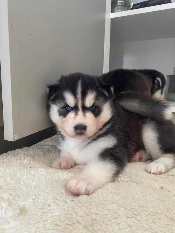 Siberian husky puppies
