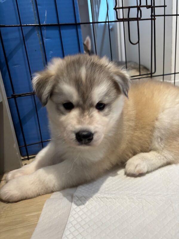 Husky Puppies For Sale