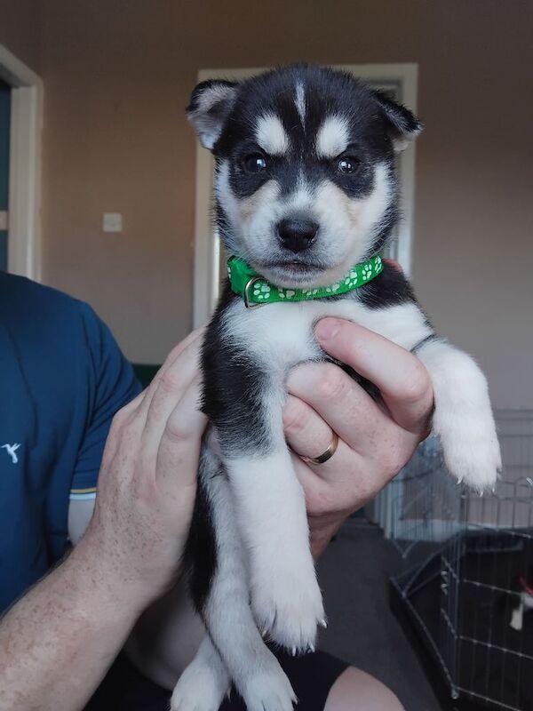 Siberian Husky puppies for sale in Leith, City of Edinburgh