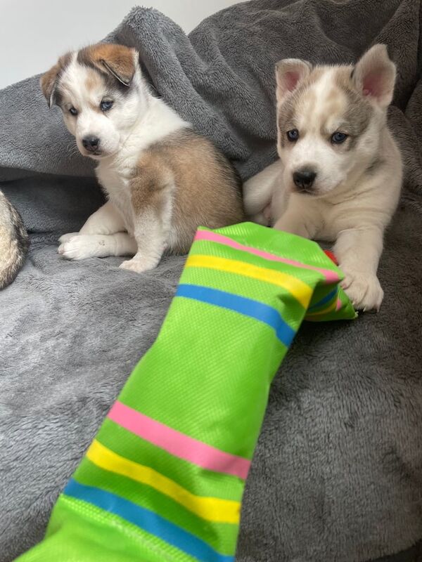 Siberian Husky puppies for sale in St Helens, Merseyside