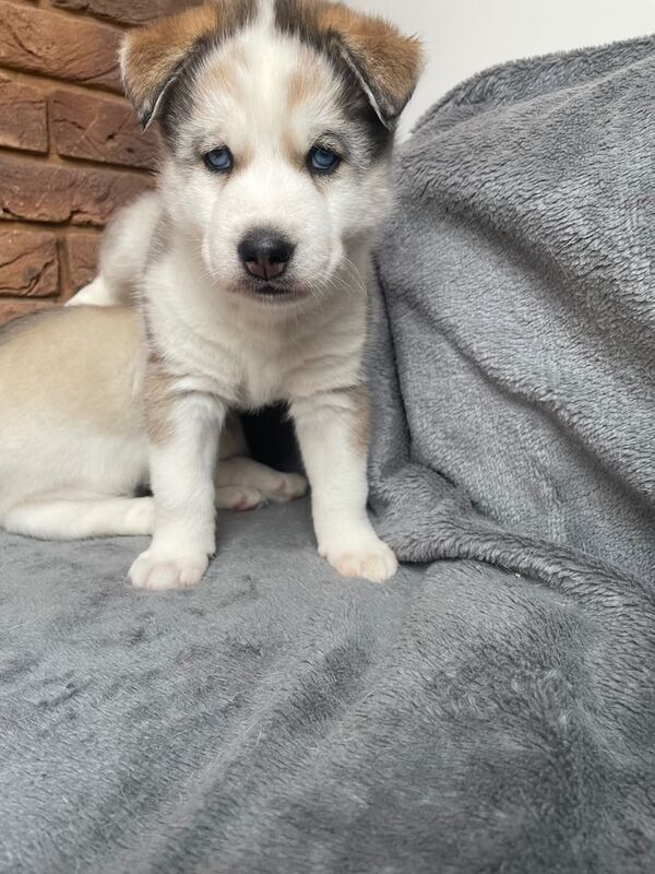 Siberian Husky puppies for sale in St Helens, Merseyside | Image 2