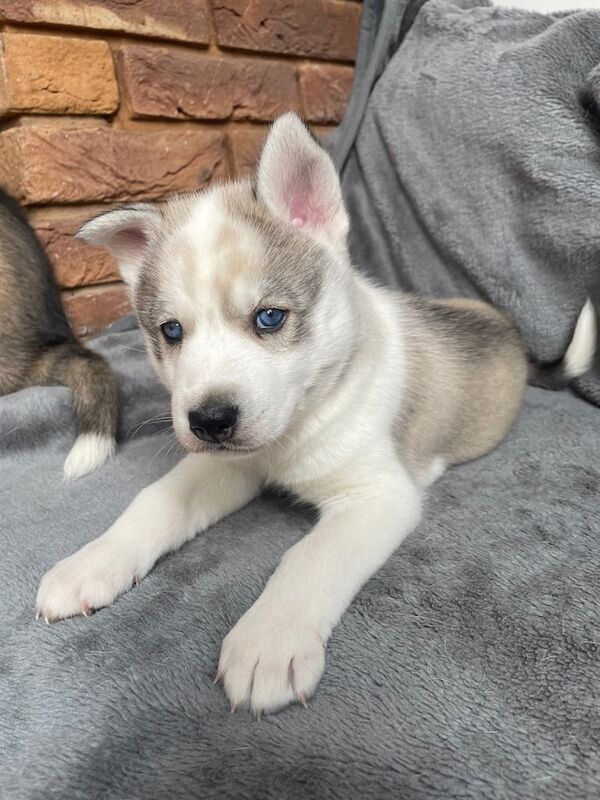 Siberian Husky puppies for sale in St Helens, Merseyside | Image 3