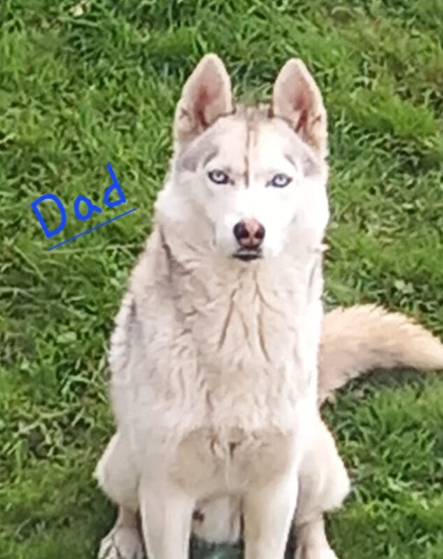 Siberian husky puppies for sale in Barrhead, Renfrewshire