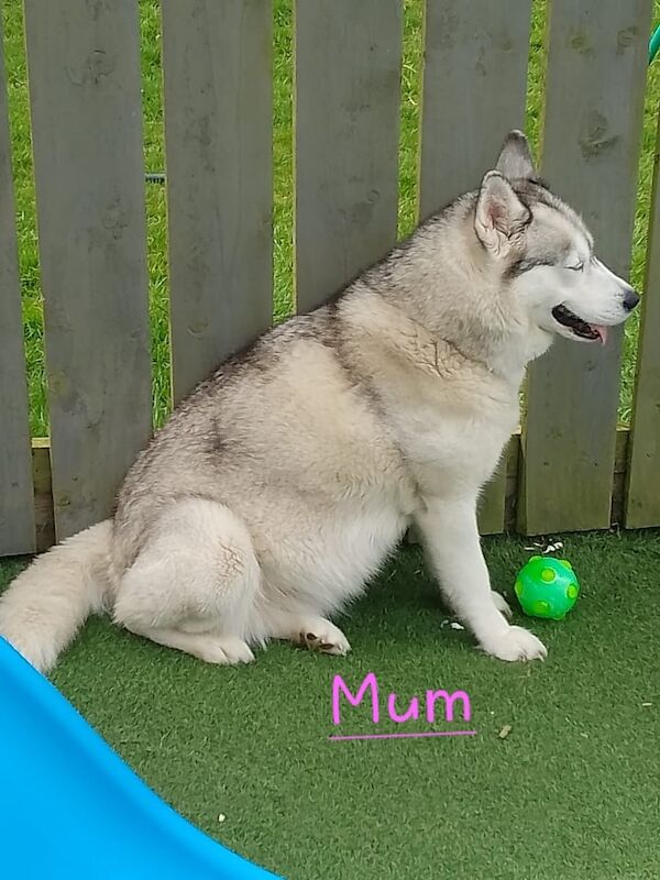Siberian husky puppies for sale in Barrhead, Renfrewshire | Image 2