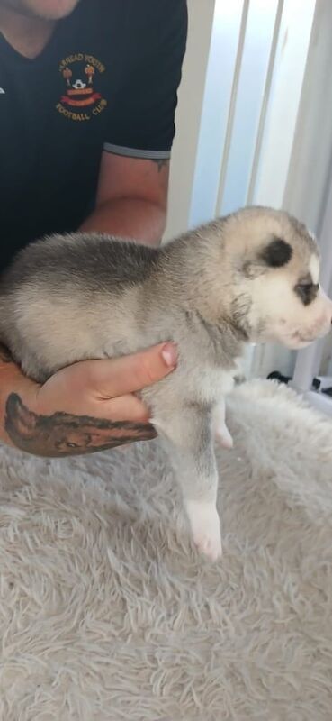 Siberian husky puppies for sale in Barrhead, Renfrewshire | Image 3