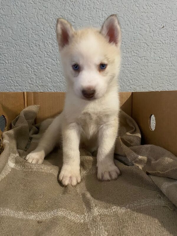 Siberian Husky puppies for sale in Thurmaston, Leicestershire – 5 weeks old