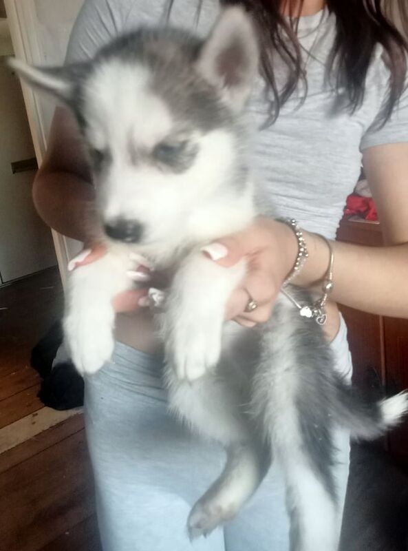Siberian Husky puppies for sale in Rochester, Kent – 10 weeks old