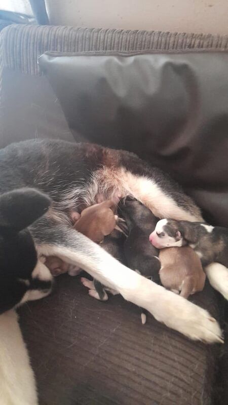 Siberian Husky puppies for sale in Rochester, Kent – 10 weeks old - Image 2 of 3