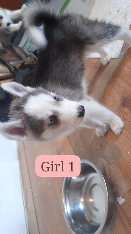 Siberian Husky puppies for sale in Rochester, Kent – 10 weeks old - Image 3 of 3