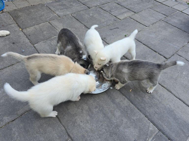 Siberian Husky puppies for sale in Kinross, Perth and Kinross – 9 weeks old
