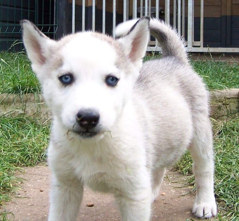 Siberian Husky puppies for sale in Bourne, Lincolnshire – 8 weeks old