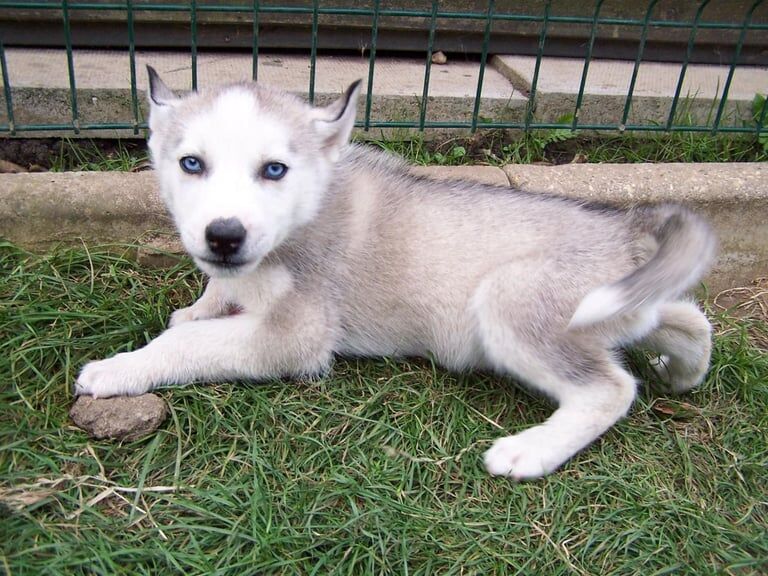 Siberian Husky puppies for sale in Bourne, Lincolnshire – 8 weeks old - Image 2 of 3
