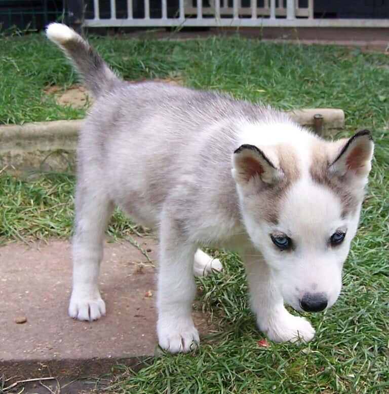 Siberian Husky puppies for sale in Bourne, Lincolnshire – 8 weeks old - Image 3 of 3