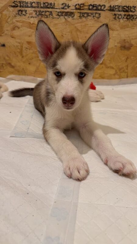 Siberian Husky puppies for sale in Culverhouse Cross, South Glamorgan – 8 weeks old