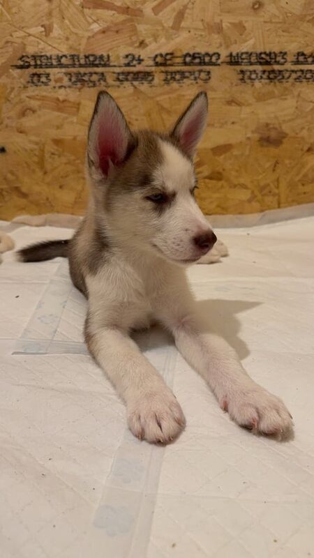 Siberian Husky puppies for sale in Culverhouse Cross, South Glamorgan – 8 weeks old - Image 2 of 3