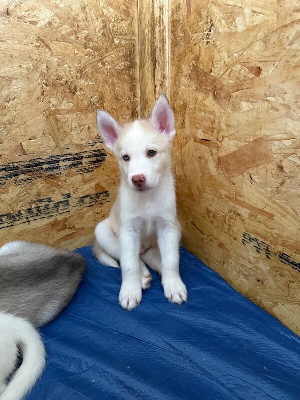 Siberian Husky puppies for sale in Culverhouse Cross, South Glamorgan – 8 weeks old - Image 3 of 3