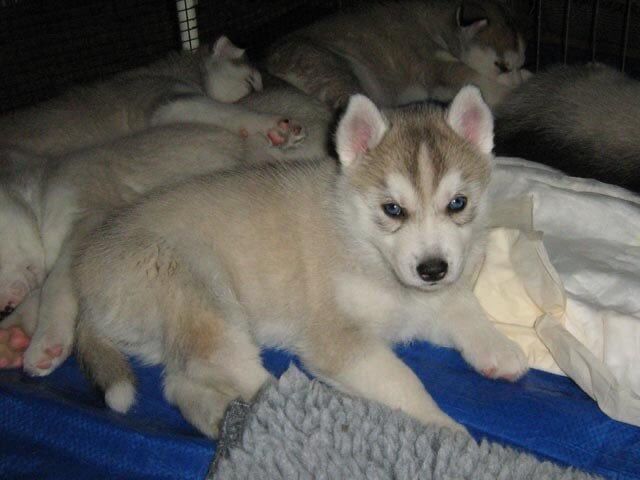 Siberian Husky puppies for sale in London – 9 weeks old