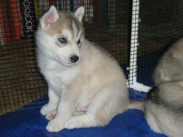 Siberian Husky puppies for sale in London – 9 weeks old - Image 2 of 3