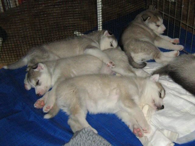 Siberian Husky puppies for sale in London – 9 weeks old - Image 3 of 3