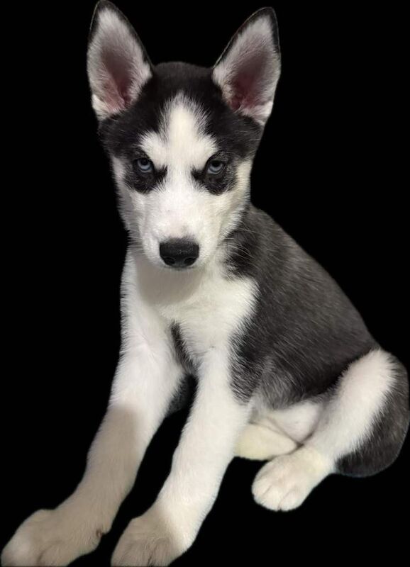 Siberian Husky puppies for sale in Nelson, Lancashire – 9 weeks old