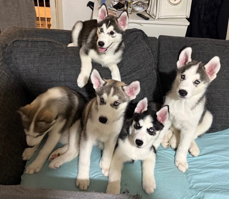 Siberian Husky puppies for sale in Nelson, Lancashire – 9 weeks old - Image 2 of 4