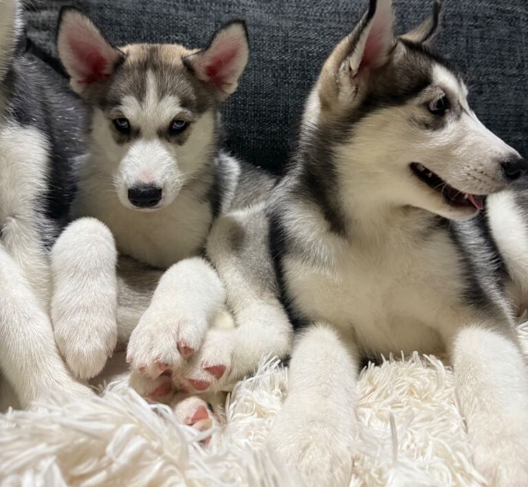 Siberian Husky puppies for sale in Nelson, Lancashire – 9 weeks old - Image 3 of 4