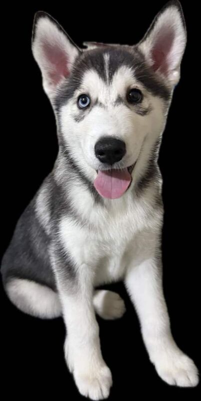 Siberian Husky puppies for sale in Nelson, Lancashire – 9 weeks old - Image 4 of 4