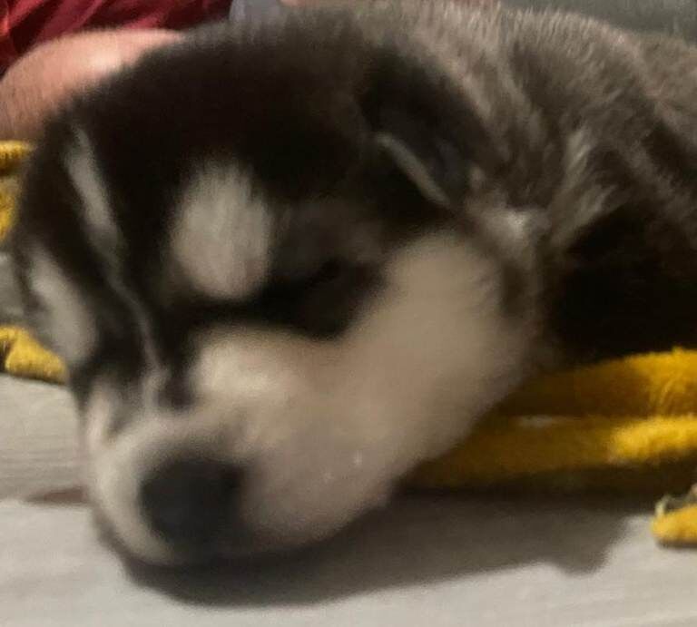 Siberian Husky puppies for sale in Great Sutton, Cheshire – 2 weeks old