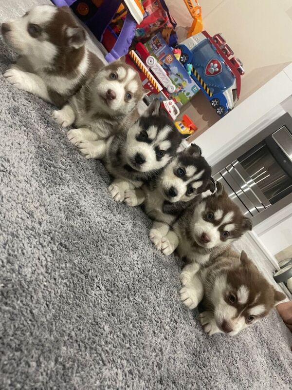Husky Puppies For Sale