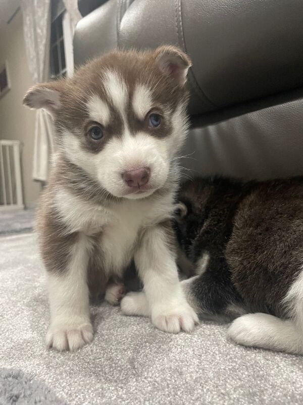 Siberian Husky puppies for sale in Witney, Oxfordshire – 8 weeks old - Image 2 of 3