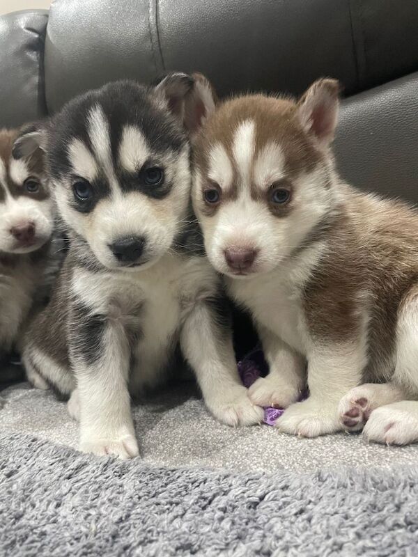 Siberian Husky puppies for sale in Witney, Oxfordshire – 8 weeks old - Image 3 of 3