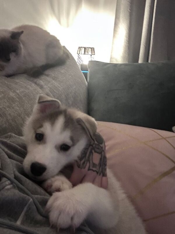 Siberian Husky puppies for sale in Blacon, Cheshire – 7 weeks old