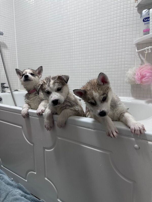 Siberian Husky Puppies - Image 2 of 3
