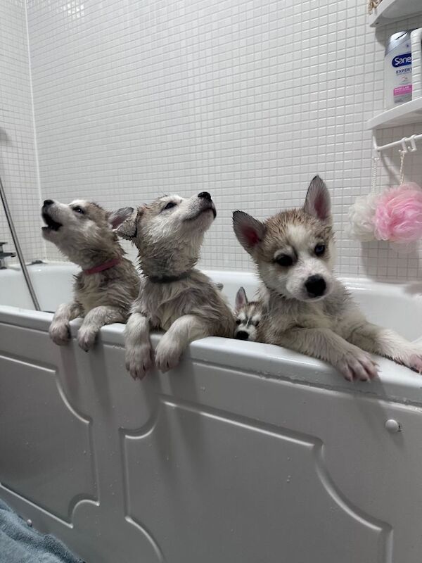 Siberian Husky Puppies - Image 3 of 3