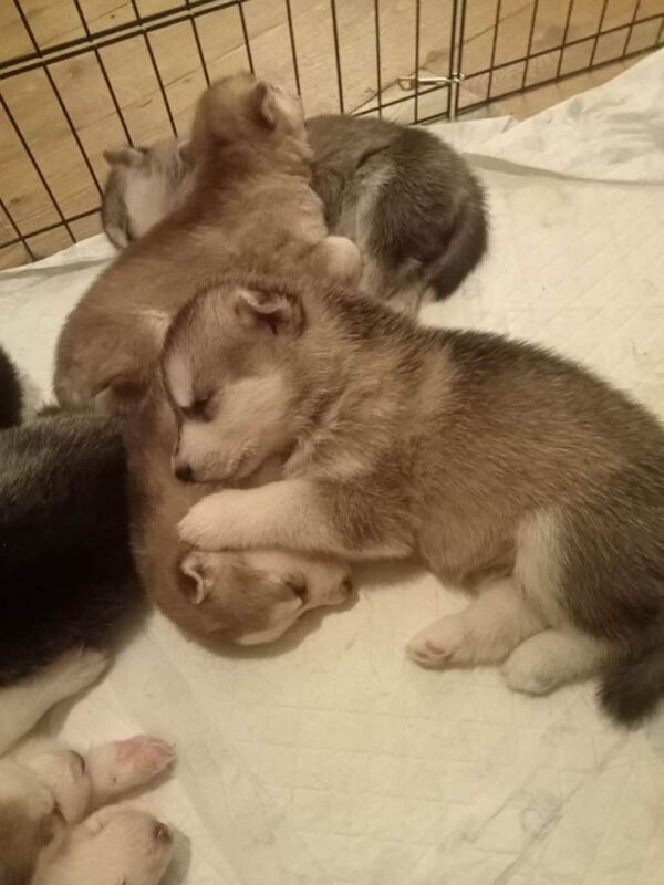 Siberian Husky Puppies - Image 2 of 6