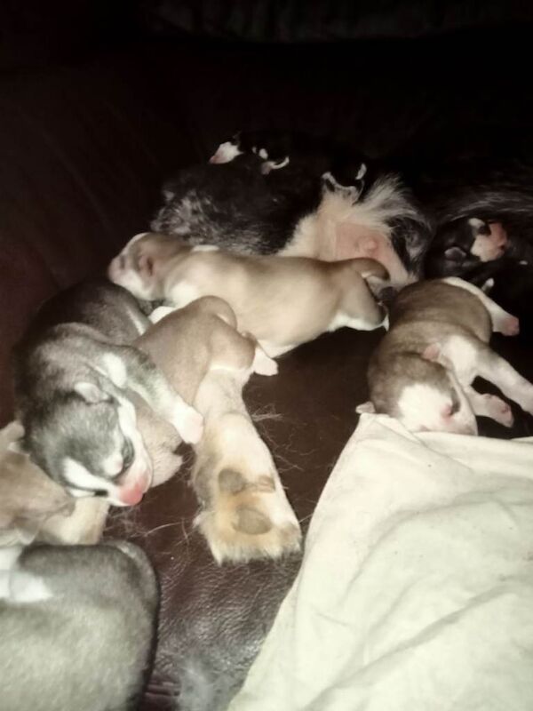 Siberian Husky Puppies - Image 3 of 6