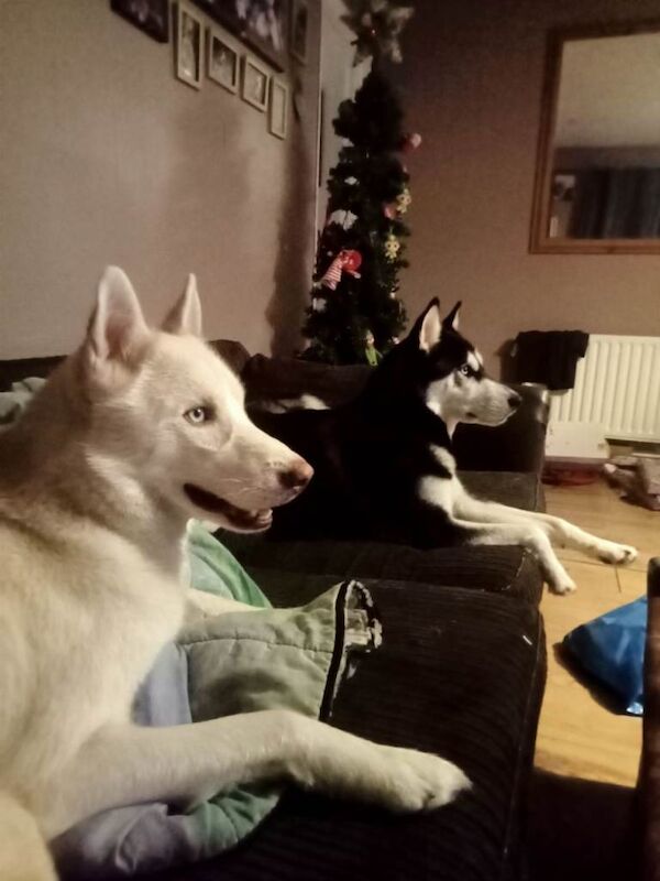 Siberian Husky Puppies - Image 4 of 6
