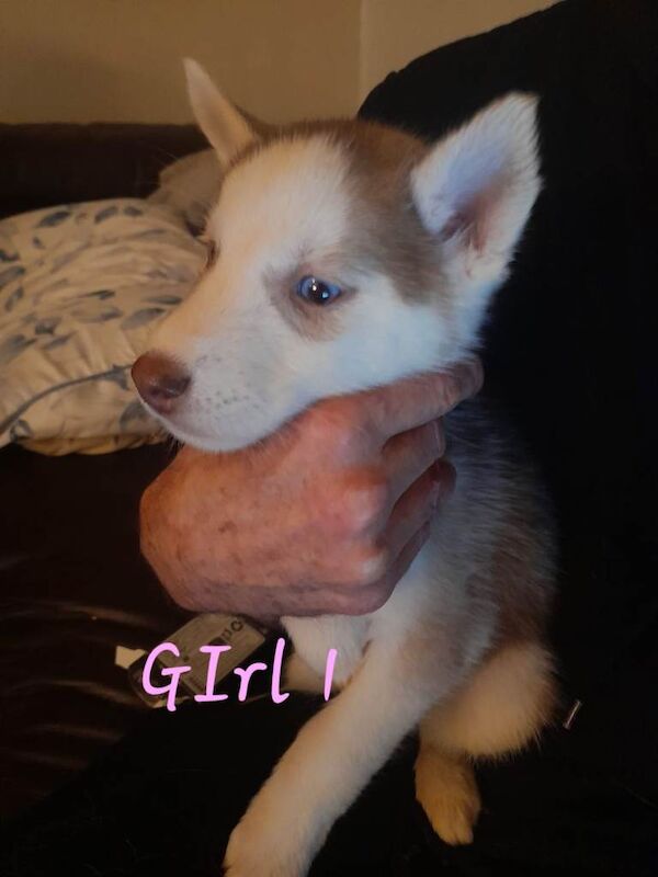 Siberian Husky Puppies - Image 5 of 6