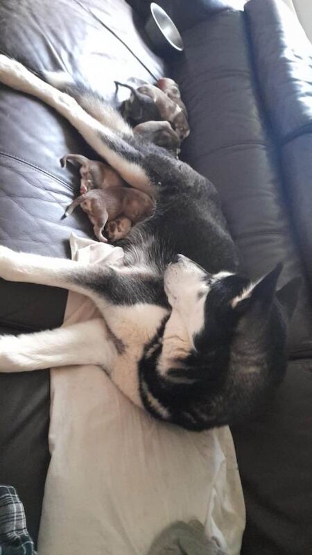 Husky Puppies For Sale